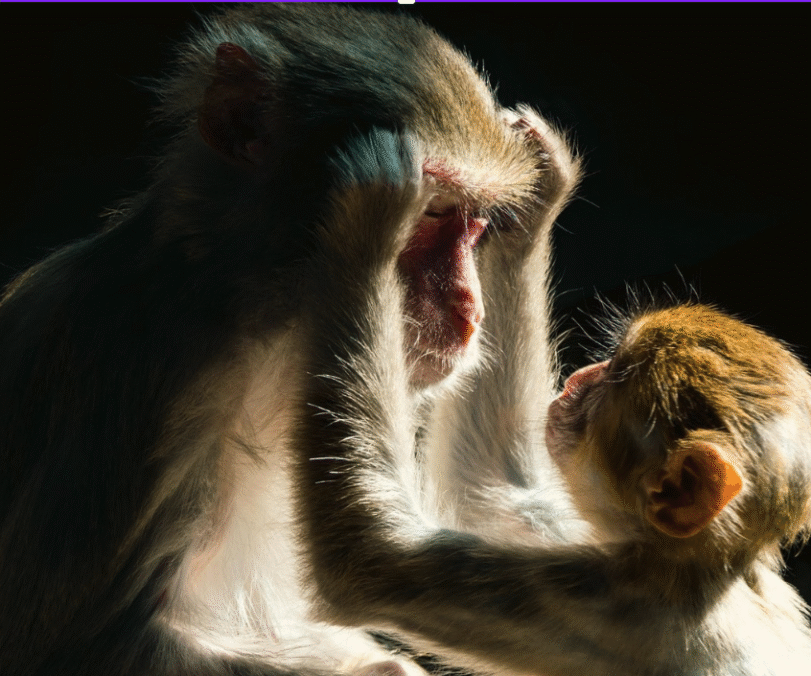 Mother and baby monkey Gentle Parenting